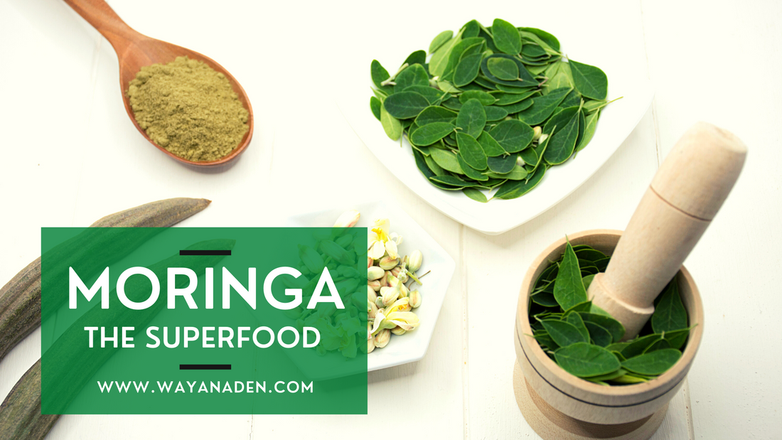 MORINGA / WWW.WAYANADEN.COM