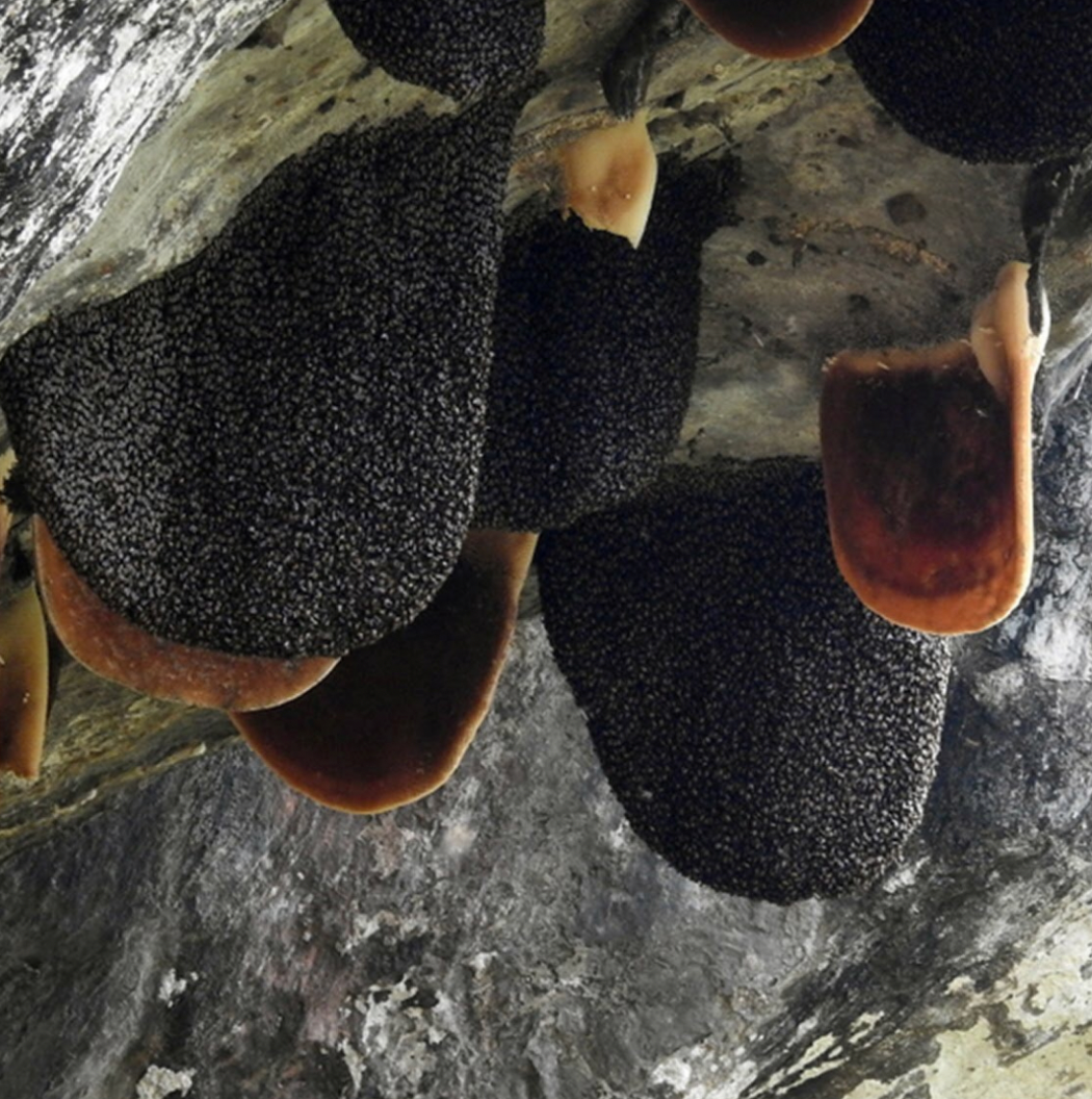 Raw Honey | Wild Forest Honey | Wild Honey | Pure Honey| WWW.WAYANADEN.COM