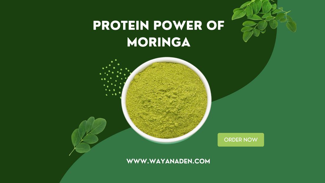 ORGANIV MORINGA POEDER | Moringa oleifera | PLANT PROTEIN | WWW.WAYANADEN.COM