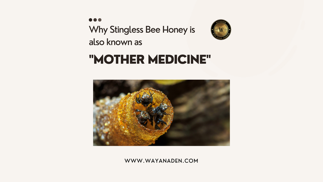 stingless bee honey | www.wayanaden.com
